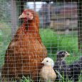 Bantam Hen Chick Poultry Chicken Pekin Bird